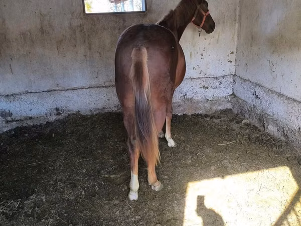 Horse (M), Thoroughbred horse