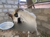 Cabras (lote, sexo no especificado), Cabras — foto 1