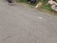 Turkeys — photo 1