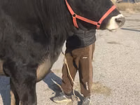 Vaca, Swiss cattle — foto 5