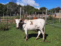 Cow, Nguni cattle — photo 6
