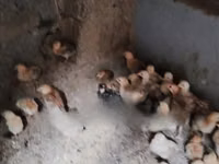 Chickens — Foto 1