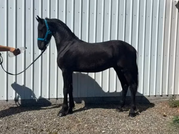 公马, Dutch warmblood horse
