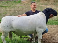Schafe (Partie, Geschlecht nicht angegeben), Dorper sheep — Foto 2