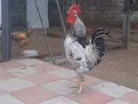 Chickens — photo 2