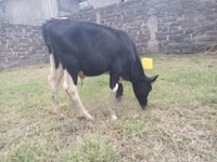 Toro, Russian Black pied cattle — foto 4