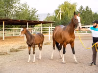 Stute, Akhal-Teke — Foto 3