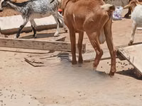 Cabras (lote, sexo no especificado), Red Sokoto goat — foto 3