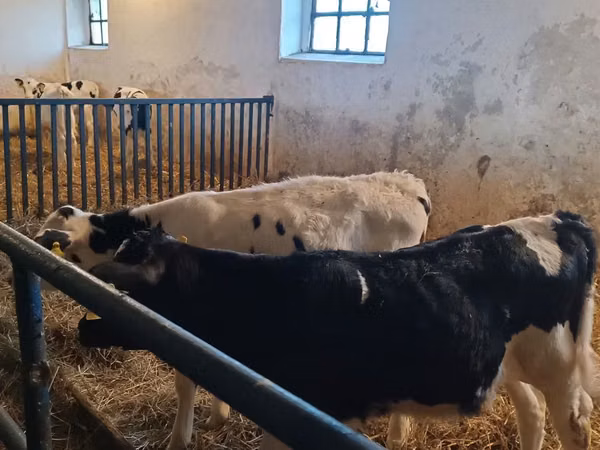 Toro, Russian Black pied cattle