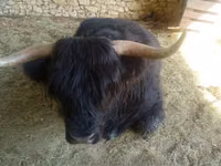Bull, Highland — photo 4