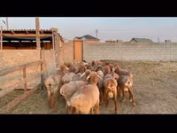 Ram, Karakul sheep — photo 2