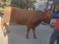 Bull, Limousin cow — photo 4