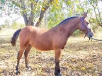 Hengst, Nonius horse — Foto 2