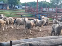 Ovejas (lote, sexo no especificado), Merino sheep — foto 2