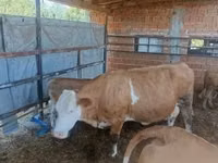 गाय, French Simmental cattle — फ़ोटो 3