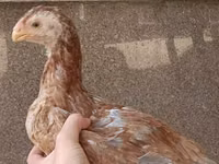 Chickens — 照片 6
