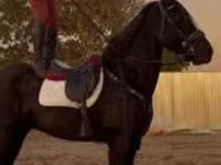 Hengst, Friesian — Foto 3