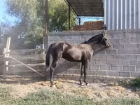 Horse (M), Friesian sport horse — photo 5