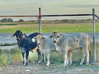 Vaca, Brahman — foto 2