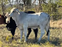 Vaca, Brahman — foto 3