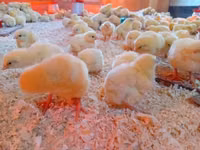 Chickens — photo 5