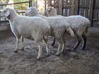 母羊, Merino sheep — 照片 6