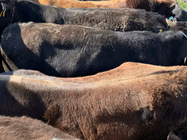 Cow, Cattle