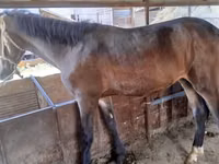 Horse (M), Horses — photo 2