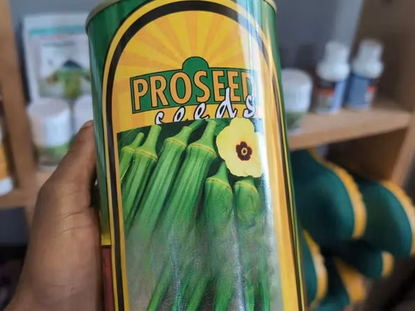 Okra Seeds
