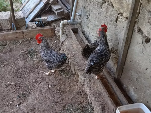 Gallina eslovena barrada