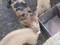 猪（批次，未指定性别）, Pigs — 照片 1
