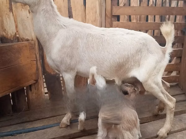 Goat, Goats