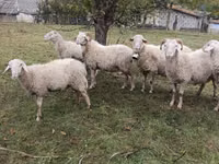 मेढ़ा, Assaf sheep — फ़ोटो 2