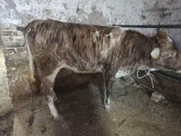 母牛, Cattle — 照片 2