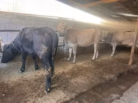 بقرة, Swiss cattle — الصورة 3