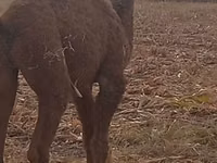 Camellos (lote, sexo no especificado), Kazakh Bactrian camel — foto 2