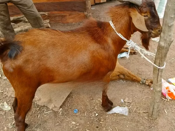 Cabro, Cabras