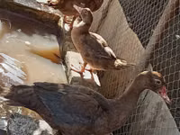 Ducks — 照片 1