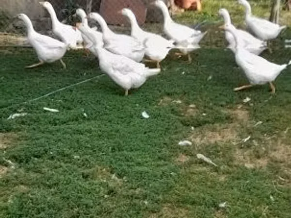 Geese