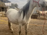 Mare, Tersk horse — photo 4