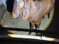 公山羊, Nubian Goat — 照片 2