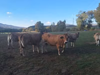 Vaca, Partenaise cattle — foto 4