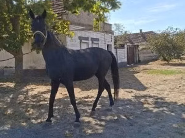 公马, Hungarian horse breed