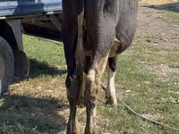 Bull, Cattle — photo 5