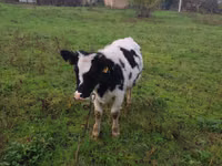गाय, Russian Black pied cattle — फ़ोटो 3
