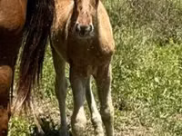 Horse (M), Rocky Mountain Horse — photo 5