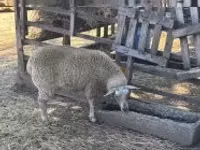 Sheep, Beltex sheep — photo 1
