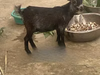 Goat, West African dwarf goats — photo 1