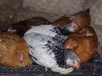 Chickens — 照片 1