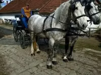 Caballo, Caballos — foto 8